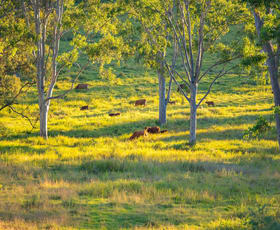 Rural / Farming commercial property for sale at 6 Eel Creek Road Langshaw QLD 4570