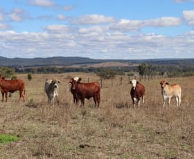 Rural / Farming commercial property for sale at 95 Monto-Mount Perry Road Tellebang QLD 4630