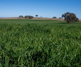 Rural / Farming commercial property sold at 1455 Euchareena Road Molong NSW 2866