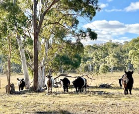 Rural / Farming commercial property sold at 3814 Oallen Ford Road Windellama NSW 2580