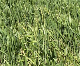 Rural / Farming commercial property for sale at 130 Hunters Lane Bogan Gate NSW 2876