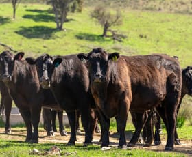 Rural / Farming commercial property for sale at 401 & 407 Dry Creek Road Orange NSW 2800