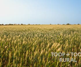 Rural / Farming commercial property for sale at 499/ Murbko Road Murbko SA 5320 Rural / Farming commercial property for sale at 499/ Murbko Road Murbko SA 5320