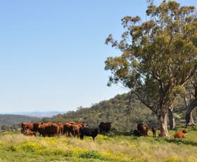 Rural / Farming commercial property for sale at 'Figtree' Rouchel Gap Rd Mccullys Gap NSW 2333