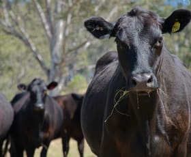 Rural / Farming commercial property for sale at Western Boundary Road Cambridge Plateau NSW 2469