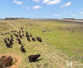 Rural / Farming commercial property for sale at 569 Wongoni Road Dunedoo NSW 2844