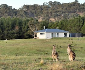 Rural / Farming commercial property for sale at Lot 155/206 Berrebangelo Lane Bellmount Forest NSW 2581