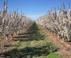 Rural / Farming commercial property for sale at 156 Old Tresco Road Tresco West VIC 3584