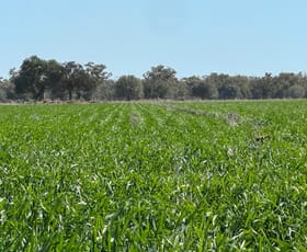 Rural / Farming commercial property for sale at 3282 Gungalman Road Carinda NSW 2831