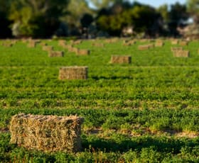 Rural / Farming commercial property for sale at 104 Selection Road Cowra NSW 2794