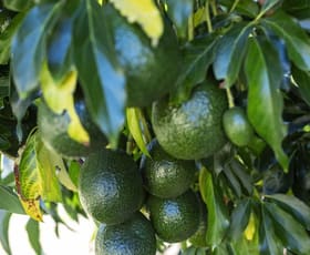 Rural / Farming commercial property for sale at 107 Cherry Creek Road Cherry Creek QLD 4314