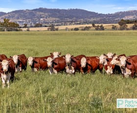 Rural / Farming commercial property for sale at "Terragong" 166 Old Winton Road Tamworth NSW 2340