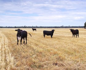 Rural / Farming commercial property for sale at 244 HD Creek Road Wee Waa NSW 2388