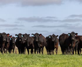 Rural / Farming commercial property for sale at Sec 37,100 Princes Highway Kingston Se SA 5275