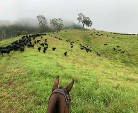 Rural / Farming commercial property for sale at 121 Aspreys Road Kyogle NSW 2474