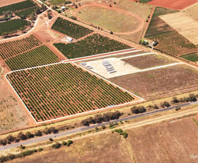 Rural / Farming commercial property for sale at 75 Morley Road Yoogali NSW 2680