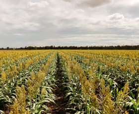 Rural / Farming commercial property for sale at 925 Dalby-Kogan Road Ranges Bridge QLD 4405