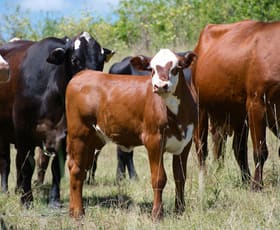 Rural / Farming commercial property for sale at 100 Dyraaba Road Piora NSW 2470