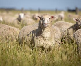 Rural / Farming commercial property for sale at 25714 Princes Highway Millicent SA 5280