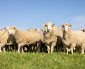 Rural / Farming commercial property for sale at 25714 Princes Highway Millicent SA 5280 Rural / Farming commercial property for sale at 25714 Princes Highway Millicent SA 5280