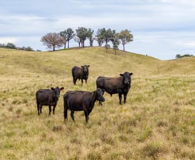 Rural / Farming commercial property for sale at 500 Nugents Road Humula NSW 2652