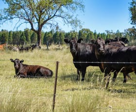 Rural / Farming commercial property for sale at 4861 Coonabarabran Road Coonabarabran NSW 2357