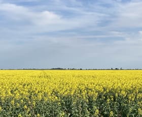 Rural / Farming commercial property for sale at Massey - Bangerang Road Watchem West VIC 3482