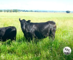 Rural / Farming commercial property for sale at Lot 12 Shephard's Road Casino NSW 2470