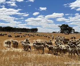 Rural / Farming commercial property for sale at Munjaducking Farms Caroling Bally-Bally Road Morbinning WA 6304