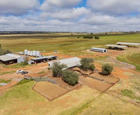 Rural / Farming commercial property for sale at 647 Newell Highway Narrandera NSW 2700