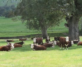 Rural / Farming commercial property for sale at 248 Sheans Creek Road Sheans Creek VIC 3666