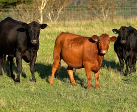 Rural / Farming commercial property for sale at 16323 Hume Highway Marulan NSW 2579