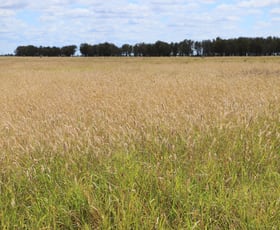 Rural / Farming commercial property for sale at 13724 Mitchell - St George Rd St George QLD 4487