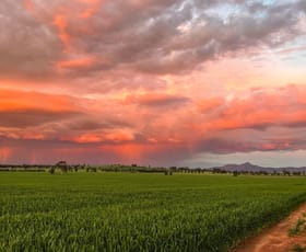Rural / Farming commercial property for sale at 2294 Lockhart-the Rock Road The Rock NSW 2655