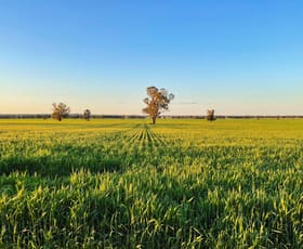 Rural / Farming commercial property for sale at 2294 Lockhart-the Rock Road The Rock NSW 2655