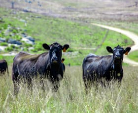 Rural / Farming commercial property for sale at 305 Willcox Road, Laggan Crookwell NSW 2583