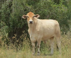 Rural / Farming commercial property sold at 142 Perry River Farms Road Morganville QLD 4671