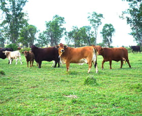 Rural / Farming commercial property for sale at Marionvale, Surat Yuleba Road Surat QLD 4417