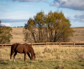 Rural / Farming commercial property for sale at 3609 Mid Western Highway Blayney NSW 2799