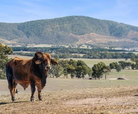 Rural / Farming commercial property for sale at Lot 8 Ben Major Track Mount Lonarch VIC 3468