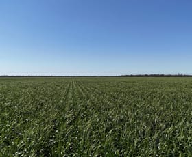 Rural / Farming commercial property for sale at Toobeah QLD 4498