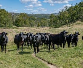Rural / Farming commercial property for sale at 1942-1958 Esk Crows Nest Road Biarra QLD 4313