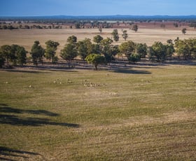 Rural / Farming commercial property for sale at 1403 Platina Road Trundle NSW 2875