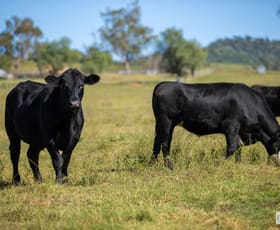 Rural / Farming commercial property for sale at 244 Sheep Station Creek Road Bingara NSW 2404