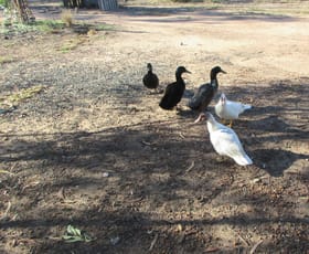 Rural / Farming commercial property for sale at Tara QLD 4421