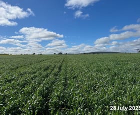 Rural / Farming commercial property for sale at 207 Wilgaroi Road Bellata NSW 2397