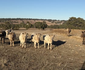 Rural / Farming commercial property for sale at 342 Badgingarra Road Dandaragan WA 6507