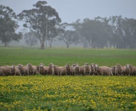 Rural / Farming commercial property for sale at 260 Burns Munn Road Edenhope VIC 3318