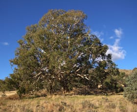 Rural / Farming commercial property for sale at 355 Gallymont Road Mandurama NSW 2792