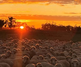Rural / Farming commercial property for sale at * Magenta Aggregation Balranald NSW 2715